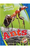 Ants