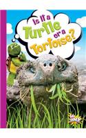 Is It a Turtle or a Tortoise?: (Can You Tell the Difference?)
