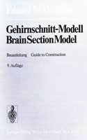 Gehirnschnitt-Modell / Brain Section Model