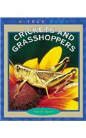 Crickets and Grasshoppers