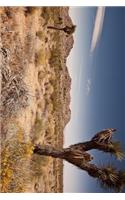 Joshua Tree National Park in California Journal