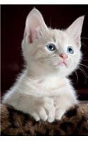 Kitten