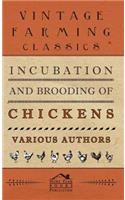 Incubation and Brooding of Chickens