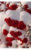 Red Rowan Berries in the Snow Finland Journal