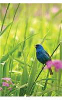 Indigo Bunting Blank Journal