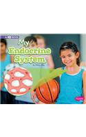 My Body Systems My Endocrine System a 4D Book