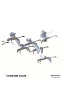 Trumpeter Swans