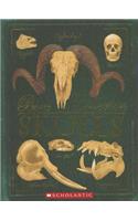 Bone Collection: Skulls