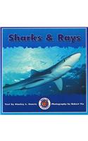 Sharks & Rays