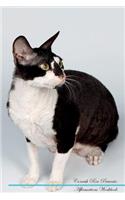 Cornish Rex Affirmations Workbook Cornish Rex Presents: Positive and Loving Affirmations Workbook. Includes: Mentoring Questions, Guidance, Supporting You.