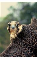 Peregrine Falcon Portrait Journal