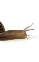 Snail Slime Slug Snails Slimy Slippery Slithery Pest Reptile Animal Insect: Notebook Large Size 8.5 x 11 Ruled 150 Pages Softcover For Home School Office Personal Use Composition Book School Exercise Book College