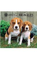 American Kennel Club Beagles 2018 Wall Calendar