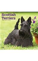 Scottish Terriers 2020 Square Wall Calendar