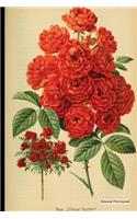 Botanical Print Journal