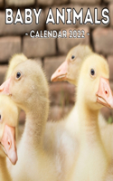 Baby Animals Calendar 2022