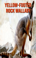 Yellow-Footed Rock Wallaby