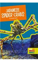Japanese Spider Crabs