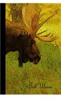 Bull moose