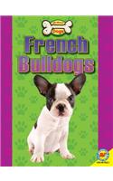 French Bulldogs