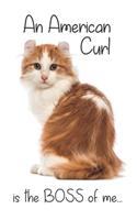 A Ginger Tabby American Curl Cat is the Boss of me...