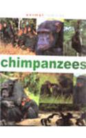 Chimpanzees