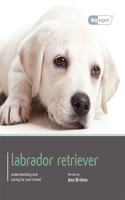 Labrador - Dog Expert