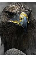 Bird of Prey Notebook