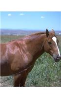 Horse Photo School Composition Book Equine Horse Pasture Scene