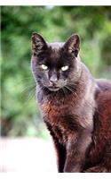An Intent Black and Orange Cat with Green Eyes Pet Journal: 150 Page Lined Notebook/Diary