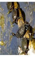 Turtles on a Log Basking in the Sunshine Nature Journal: 150 Page Lined Notebook/Diary