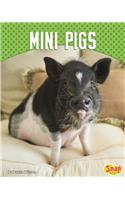 Mini Pigs