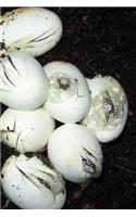 Snake Eggs and Hatchlings