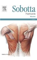 Sobotta Flashcards Muscles: Muscles