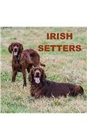 Irish Setters 2018: Photos of Irish Setters at Rest and Play(Calvendo Animals)