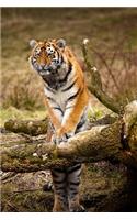 MindBlowing Cute Siberian Tiger Journal 1