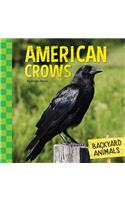 American Crows