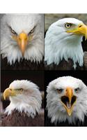 Bald Eagle Picture Notebook Journal 150 Page College Ruled Pages 8.5 X 11