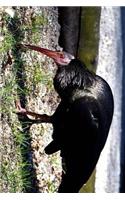 North Bald Ibis Journal