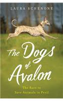 Dogs of Avalon