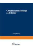 Chromosome Damage and Repair