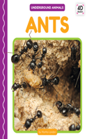 Ants