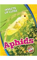Aphids