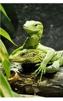 Tree Monitor Notebook