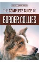 Complete Guide to Border Collies