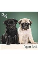 Pug Puppies 2018 M (Mini Square)