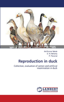 Reproduction in duck
