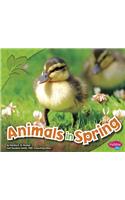 All About Spring Animals in Spring