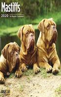 MASTIFFS WALL CALENDAR 2020