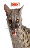 Genet: Fun Facts & Cool Pictures